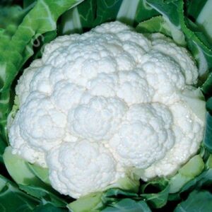 Капуста цветная "Фридом"