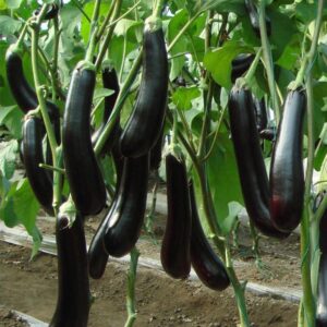 Баклажан Черный Дракон F1