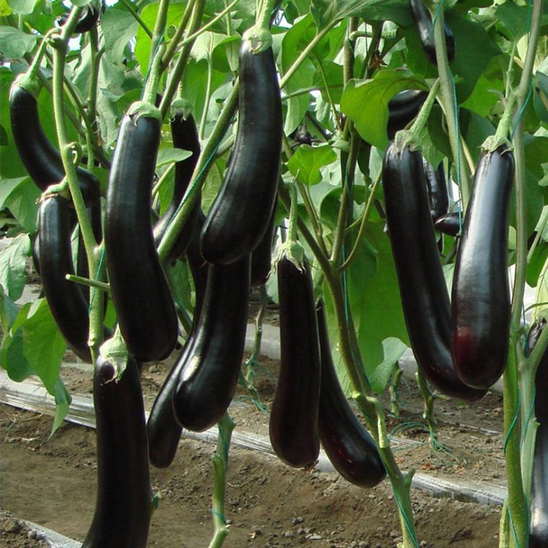 Баклажан Черный Дракон F1 Баклажан Черный Дракон F1