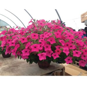 Петуния Surfinia Sumo Rose