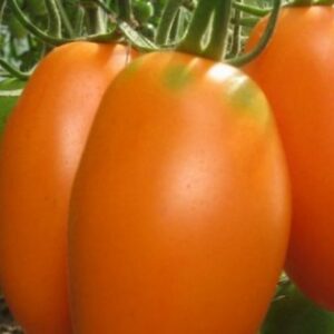 Томат Олеся