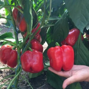 Перец Аристотель F1 Перец Аристотель F1
