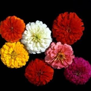 Цинния МАСТЕР МИКС