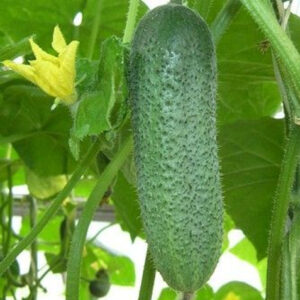 Огурец Корентин F1