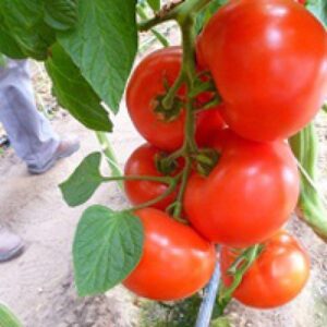 томат Мелодия F1 томат Мелодия F1