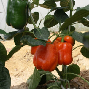 Перец "Оранжевый принц"