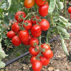 Томат "Перфектпил" F1