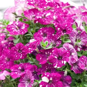 Петуния Constellation Magenta Comet