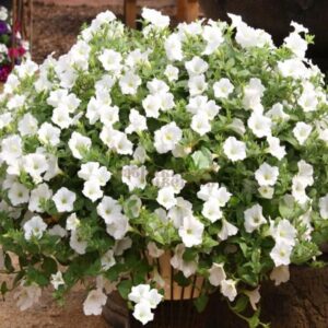 Петуния Surfinia Table White