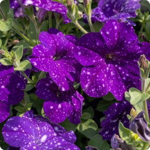 Петуния Constellation Virgo