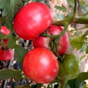 Томат Пандароза F1 Томат Пандароза F1