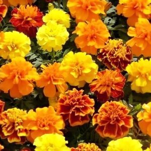 Бархатцы отклоненные  Бонанза