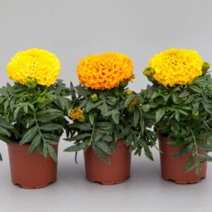 Бархатцы прямостоячие Чирлидер Микс