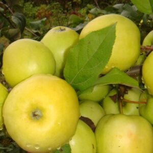 Яблоня карликовая Чудное