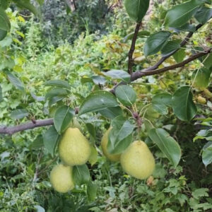 Груша "Серега" (ОКС)