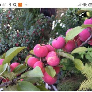 Яблоня Воспитанница