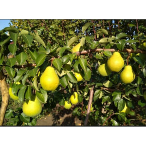 Груша Зурбаган (ОКС)