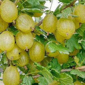 Крыжовник "Уральский слабошипый"